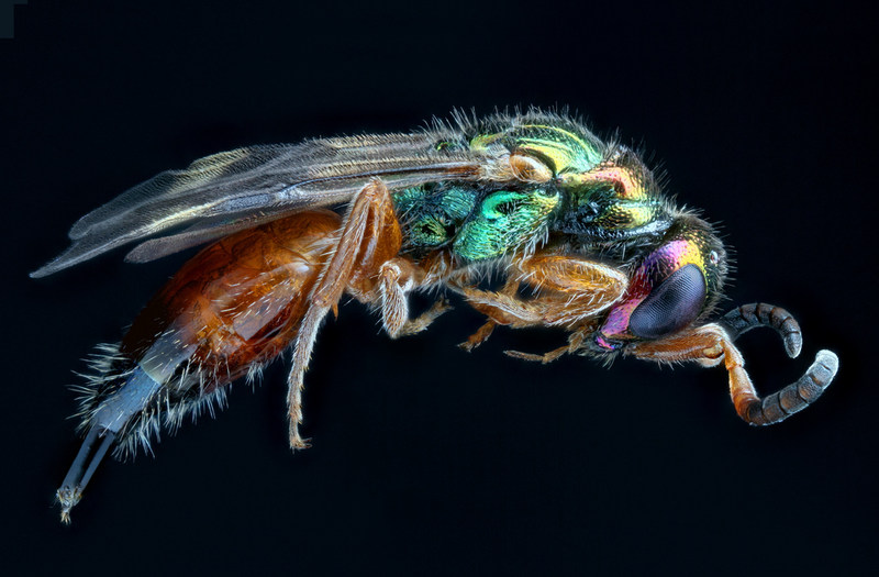 Illustration for article titled Some of the Most Gorgeous Macrophotography We've Seen in Ages